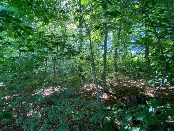 Skov