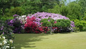 Sælgers sommerbilleder