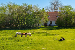 Hestefold